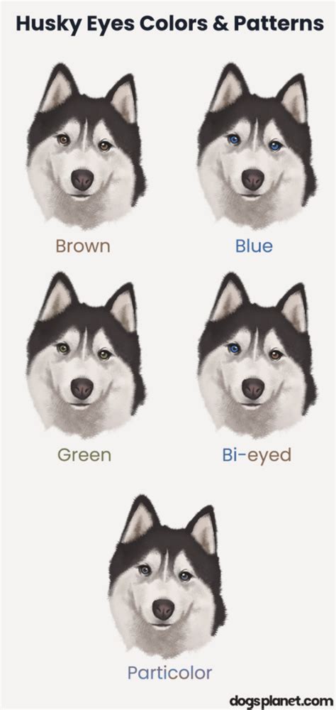 husky brown blue eyes|husky eye color chart.